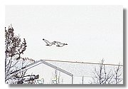 IMG_Z9847CD.jpg